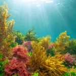 marine-algae-reveal-siphoneins-pivotal-role-in-photosynthetic-photoprotection-paving-way-for-resilient-bio-inspired-solar-technologies