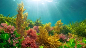 marine-algae-reveal-siphoneins-pivotal-role-in-photosynthetic-photoprotection-paving-way-for-resilient-bio-inspired-solar-technologies