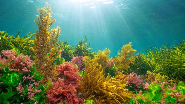 marine-algae-reveal-siphoneins-pivotal-role-in-photosynthetic-photoprotection-paving-way-for-resilient-bio-inspired-solar-technologies