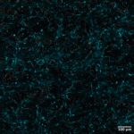 mit-researchers-defy-conventional-wisdom-unveil-self-organizing-laser-for-breakthrough-bioimaging