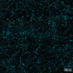 mit-researchers-defy-conventional-wisdom-unveil-self-organizing-laser-for-breakthrough-bioimaging