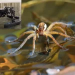 quadboat-spider-inspired-robotic-vessel-revolutionizes-water-rescue-by-directly-retrieving-drowning-victims
