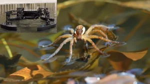 quadboat-spider-inspired-robotic-vessel-revolutionizes-water-rescue-by-directly-retrieving-drowning-victims