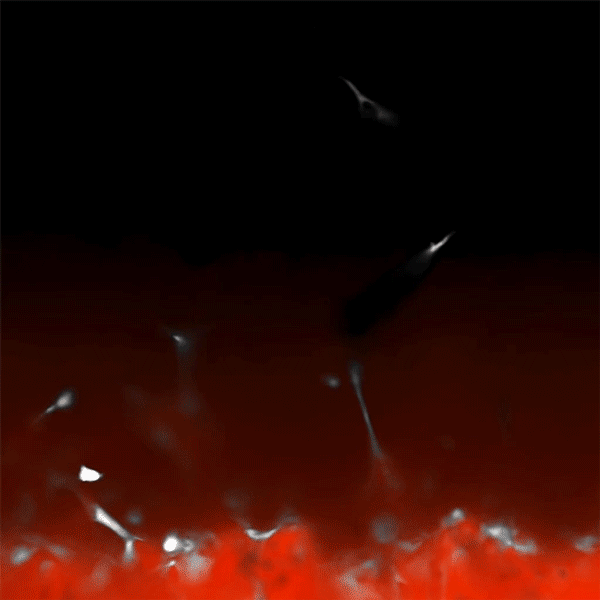 mechanical-stimulation-unlocks-new-frontier-in-engineering-programmable-blood-vessel-networks-paving-way-for-advanced-regenerative-therapies