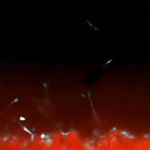 mit-researchers-uncover-mechanical-blueprint-for-programmed-blood-vessel-growth-revolutionizing-tissue-engineering