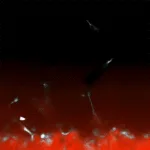 precision-engineering-of-blood-vessel-networks-achieved-through-mechanical-stimulation-paving-way-for-advanced-regenerative-medicine