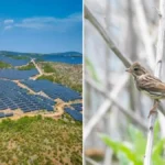 the-unforeseen-ecological-cost-of-chinas-solar-boom-a-decade-long-study-reveals-bird-diversity-decline