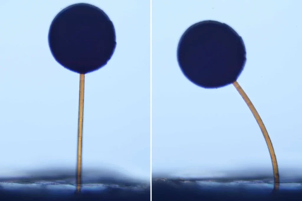 tiny-magnetic-grippers-pave-the-way-for-microscopic-robotic-applications