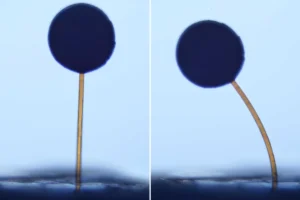 tiny-magnetic-grippers-pave-the-way-for-microscopic-robotic-applications