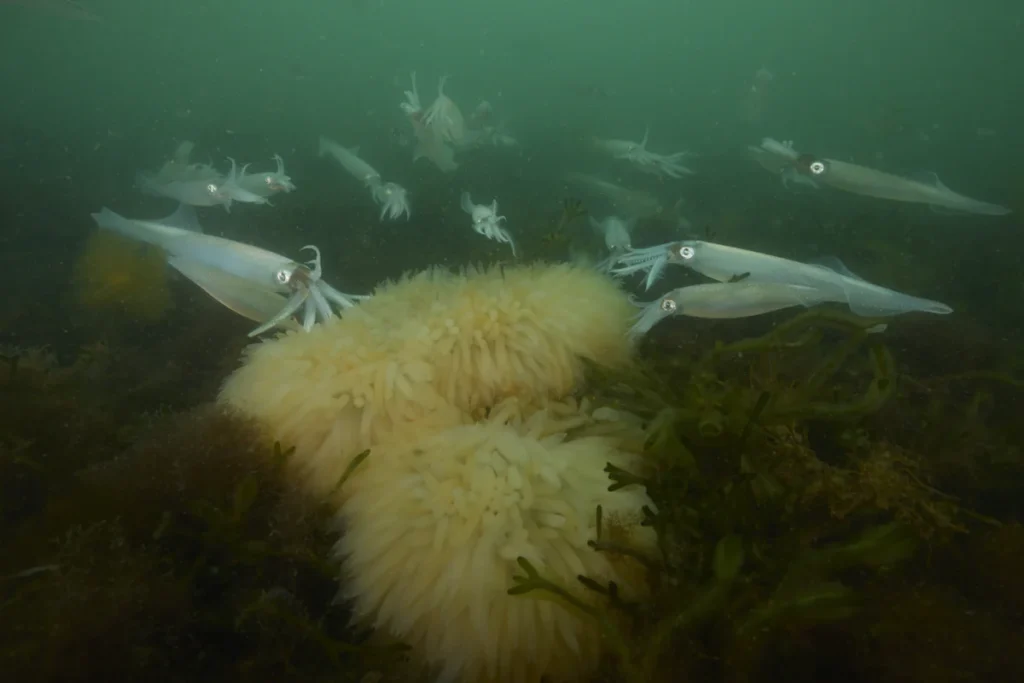 unveiling-the-enigmatic-life-of-the-longfin-inshore-squid-in-new-englands-dynamic-waters