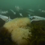 unveiling-the-enigmatic-life-of-the-longfin-inshore-squid-in-new-englands-dynamic-waters