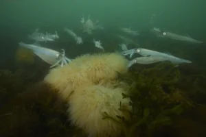 unveiling-the-enigmatic-life-of-the-longfin-inshore-squid-in-new-englands-dynamic-waters