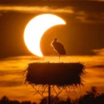 a-sunset-solar-eclipse-frames-a-stork-in-nest