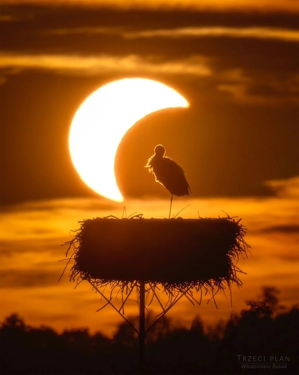 a-sunset-solar-eclipse-frames-a-stork-in-nest