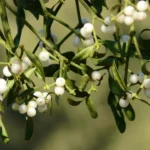 high-performance-adhesive-made-from-mistletoe-berries