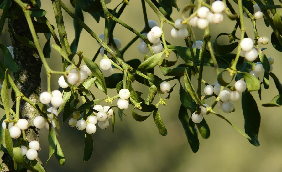 high-performance-adhesive-made-from-mistletoe-berries