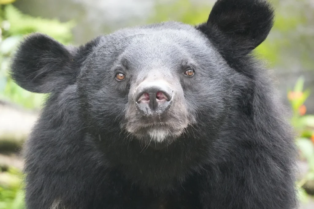 japan-deploys-robotic-guardians-to-mitigate-surging-bear-encounters-amidst-broader-human-wildlife-coexistence-challenges