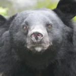 japan-deploys-robotic-guardians-to-mitigate-surging-bear-encounters-amidst-broader-human-wildlife-coexistence-challenges
