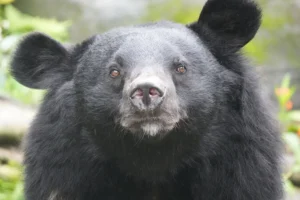 japan-deploys-robotic-guardians-to-mitigate-surging-bear-encounters-amidst-broader-human-wildlife-coexistence-challenges