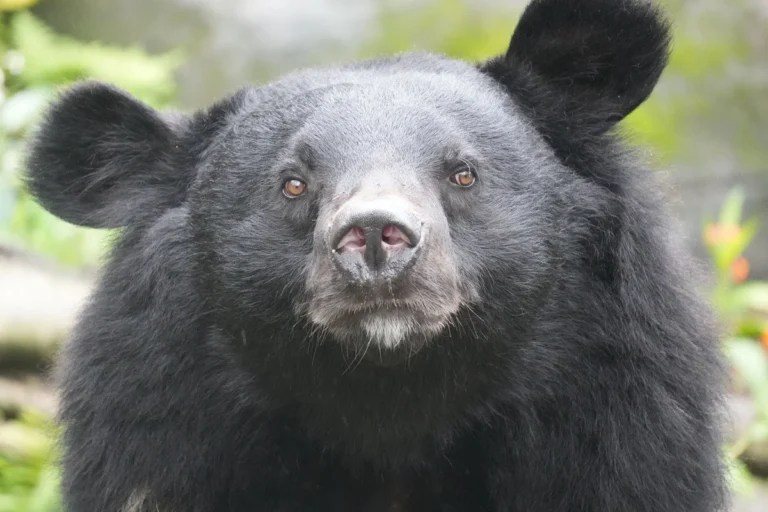 japan-deploys-robotic-guardians-to-mitigate-surging-bear-encounters-amidst-broader-human-wildlife-coexistence-challenges