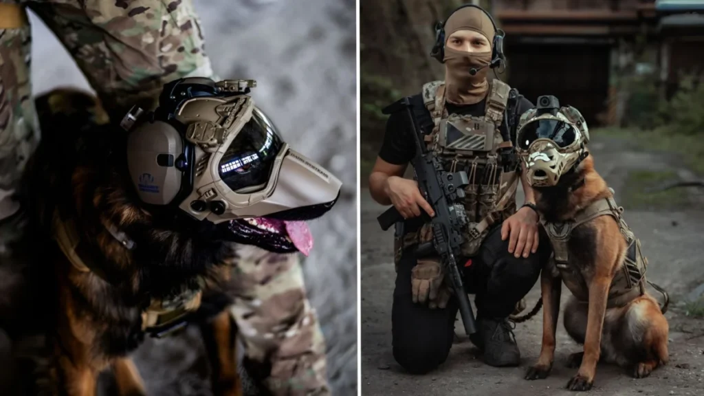 genetically-modified-superdogs-could-become-the-us-militarys-next-secret-weapon