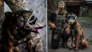 genetically-modified-superdogs-could-become-the-us-militarys-next-secret-weapon