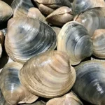 Northern Quahog Triantafyllou 2026 MIT News Story - 1
