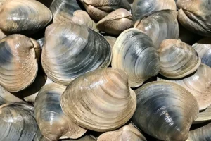 Northern Quahog Triantafyllou 2026 MIT News Story - 1