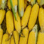 researchers-develop-corn-based-adhesive-for-transparent-displays