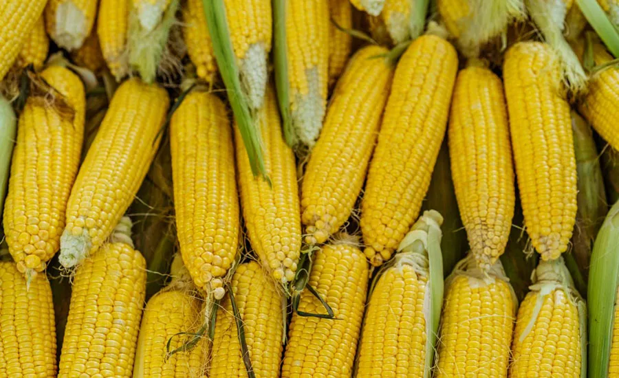 researchers-develop-corn-based-adhesive-for-transparent-displays