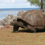 seychelles-celebrates-record-breaking-giant-tortoise-population-of-183000-marking-a-landmark-conservation-success