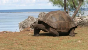 seychelles-celebrates-record-breaking-giant-tortoise-population-of-183000-marking-a-landmark-conservation-success